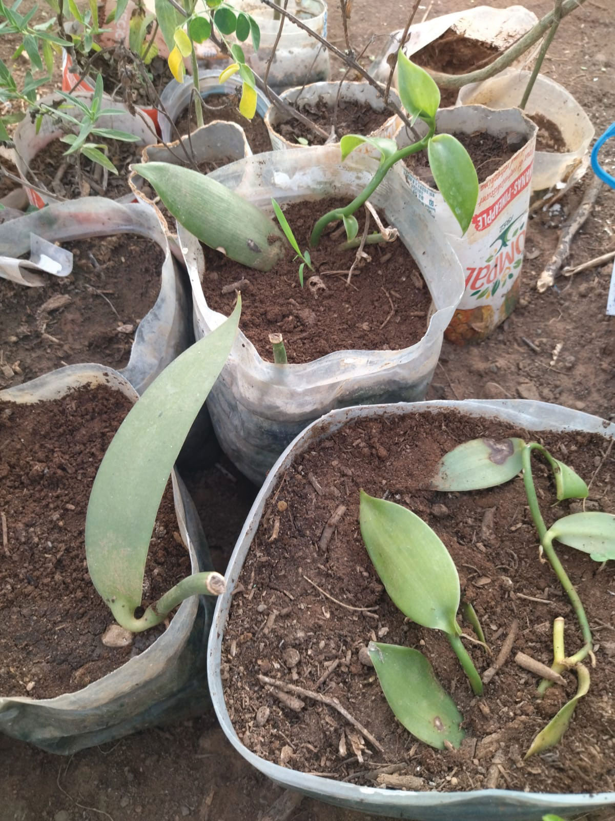 Boutures de vanille à Maio