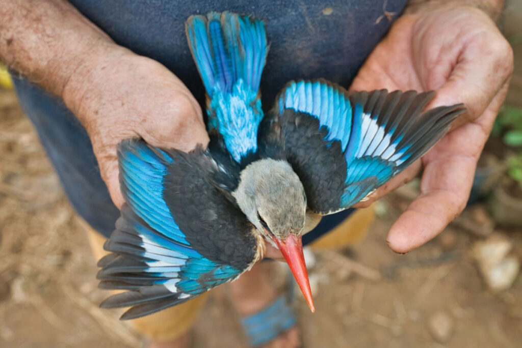 Martin pêcheur bleu à Maio
