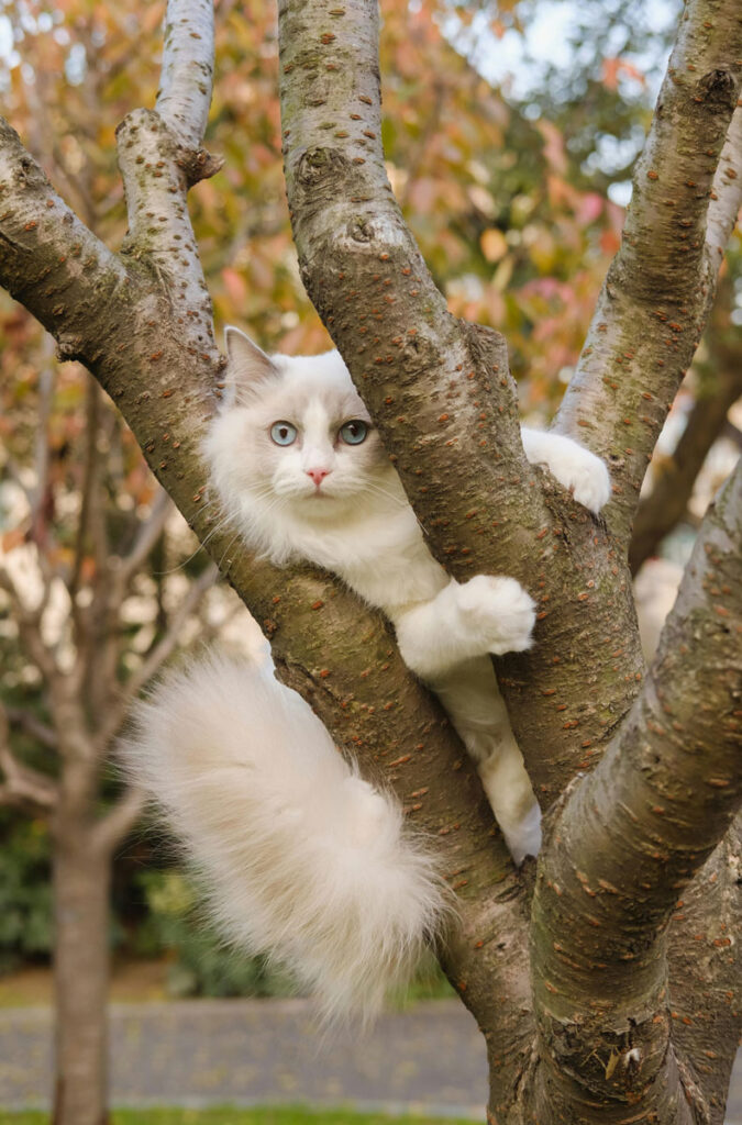 Chat blanc dans un arbre