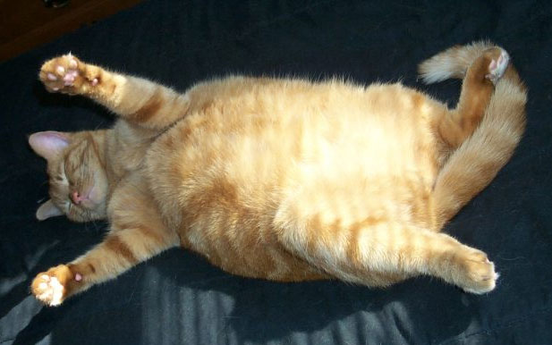 Un chat obèse sur le dos