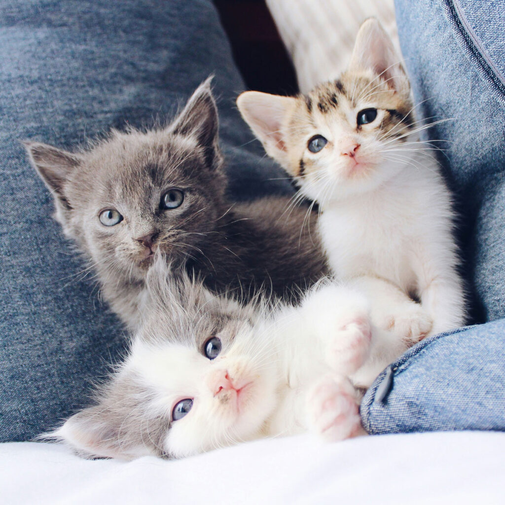 3 petits chatons