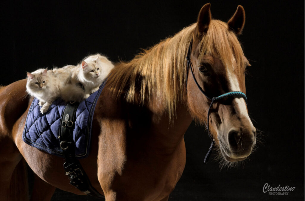 Deux chats sur un cheval