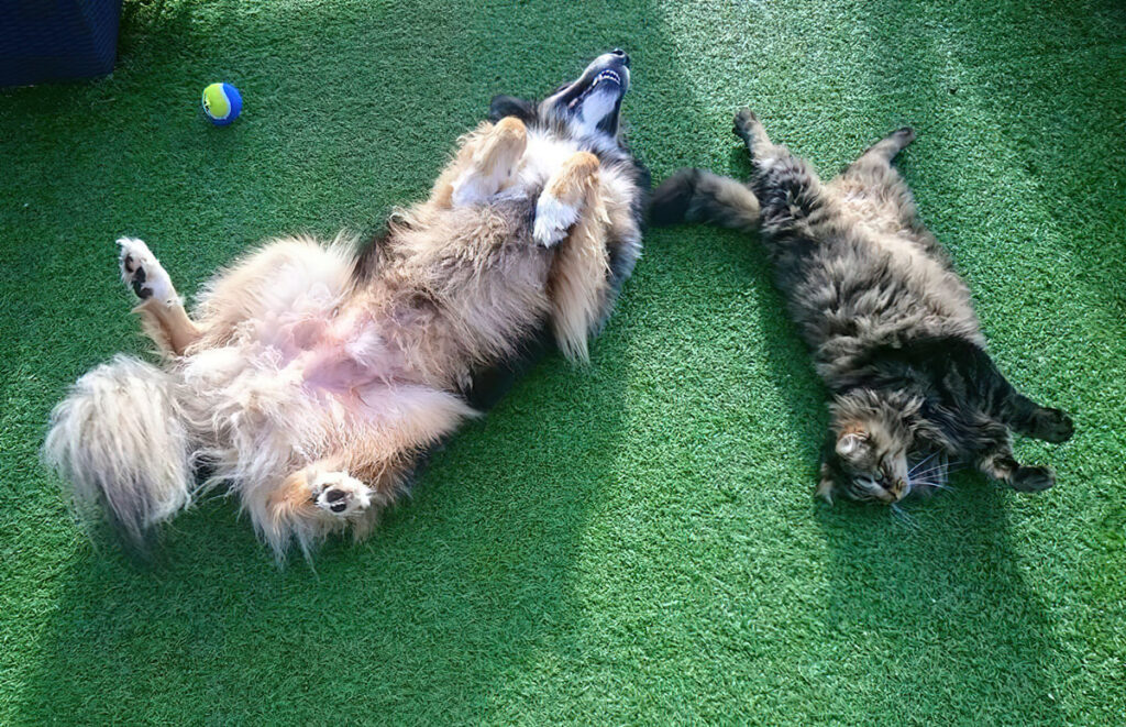 Un chien et un chat sur le dos