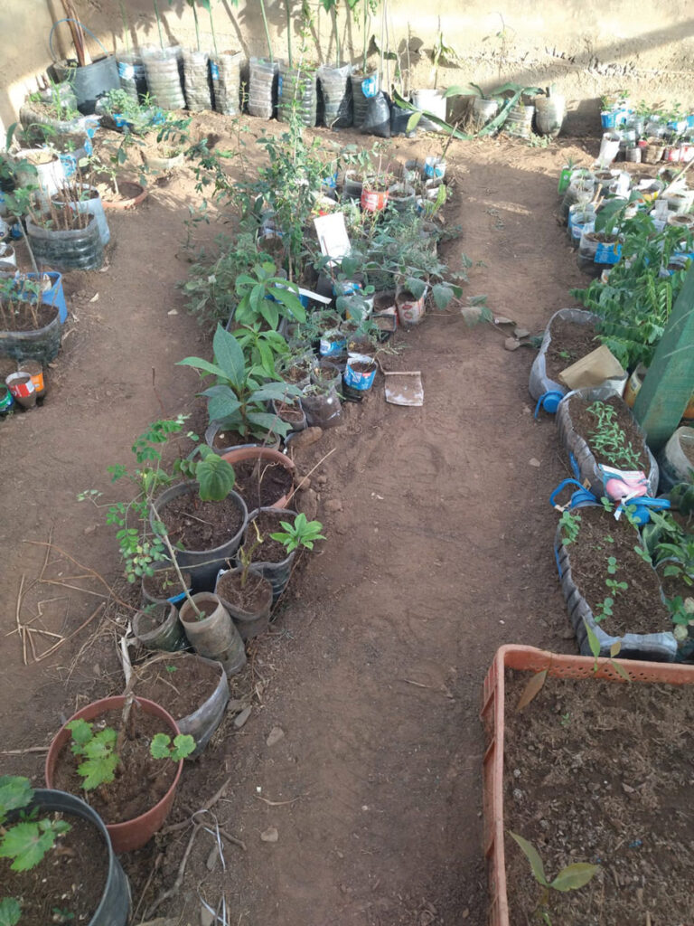 Boutures de plantes à Maio