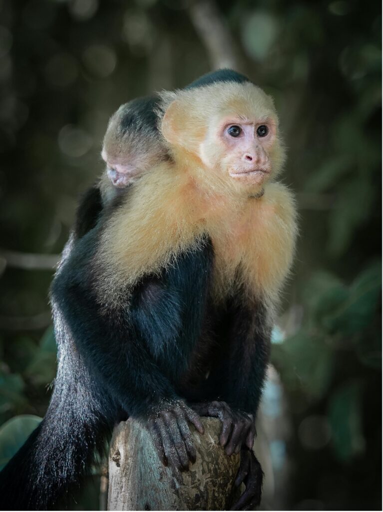 CostaRica-Bonobos_By_A.Evasion