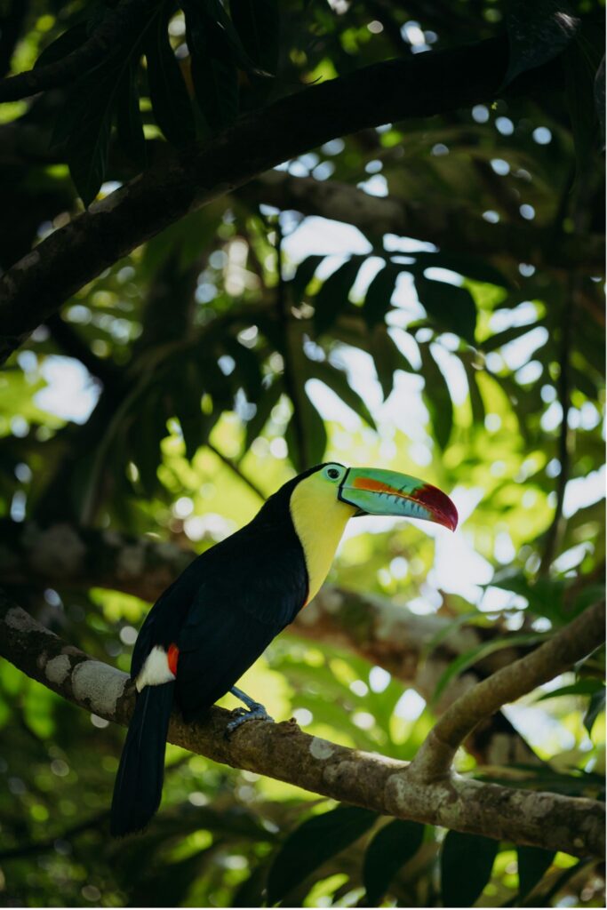CostaRica- Toucans_By_A.Evasion
