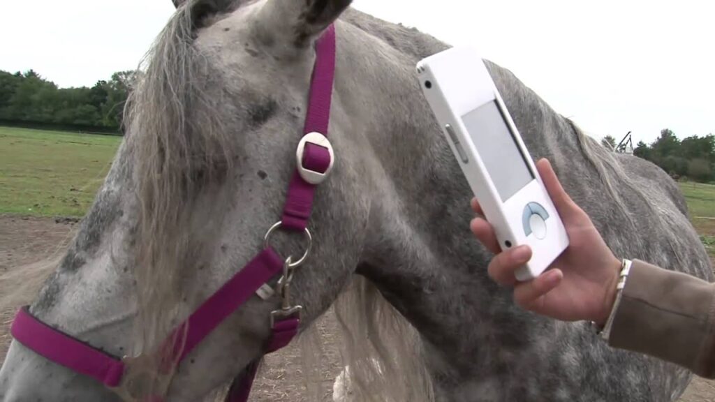 Cheval en séance de biorésonance