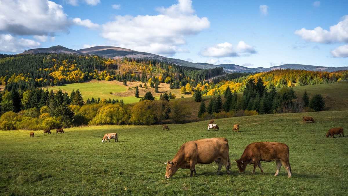 Vaches aux pâturages dans un paysage d'automne