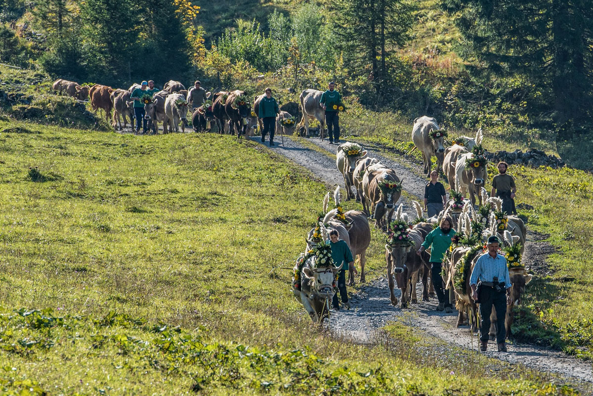 Des vaches commencent la Désalpe