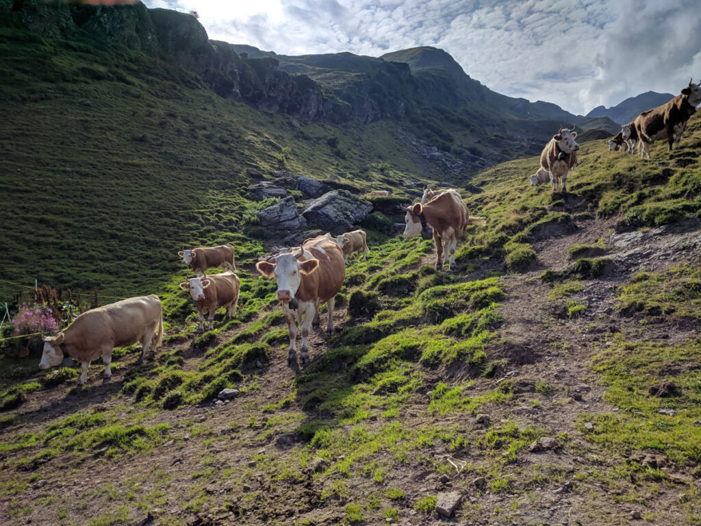 Des vaches dans la montagne