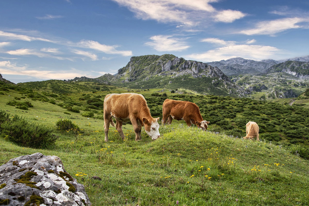 Des vaches broutent de l'herbe au pâturage