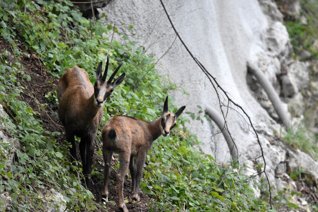 Deux chamois dans leur habitat naturel