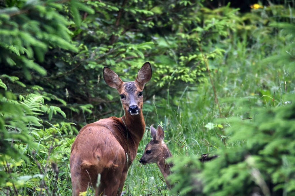 Une biche et son faon dans la forêt