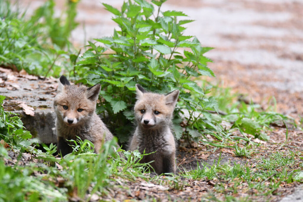 Des renardeaux dans leur habitat naturel