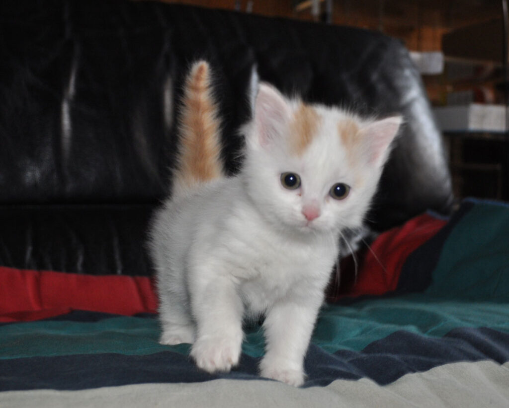 Un bébé chat de la race Turc de Van