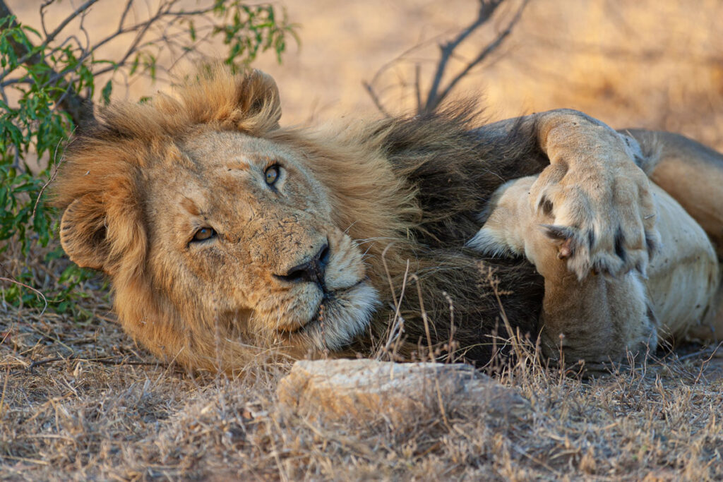 Un lion couché dans la savane
