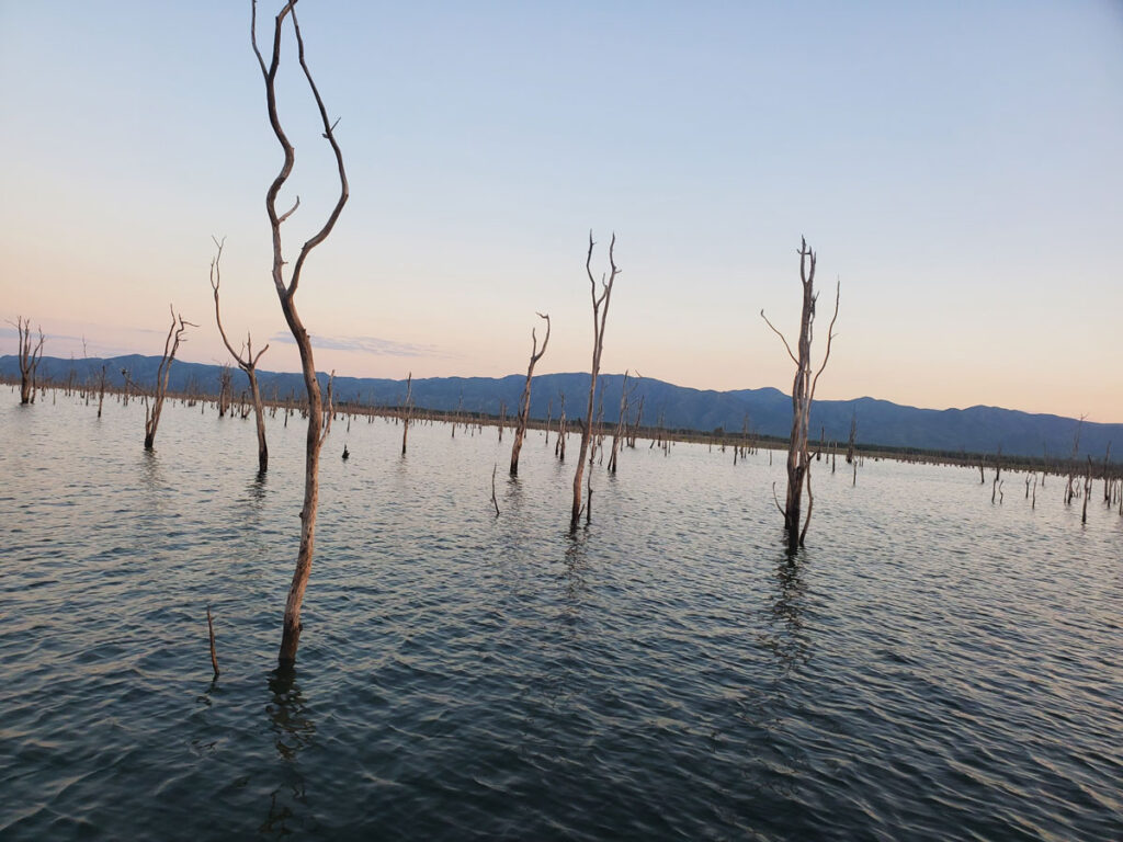 Des mopanes dans le Lac Kariba