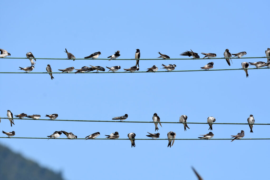 Des oiseaux sur les fils électriques