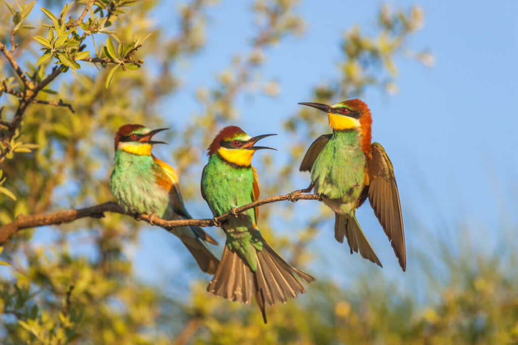 Trois oiseaux colorés sur une branche
