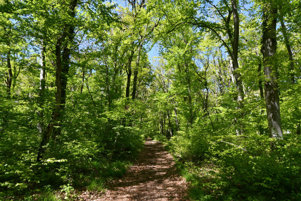 Une forêt au printemps