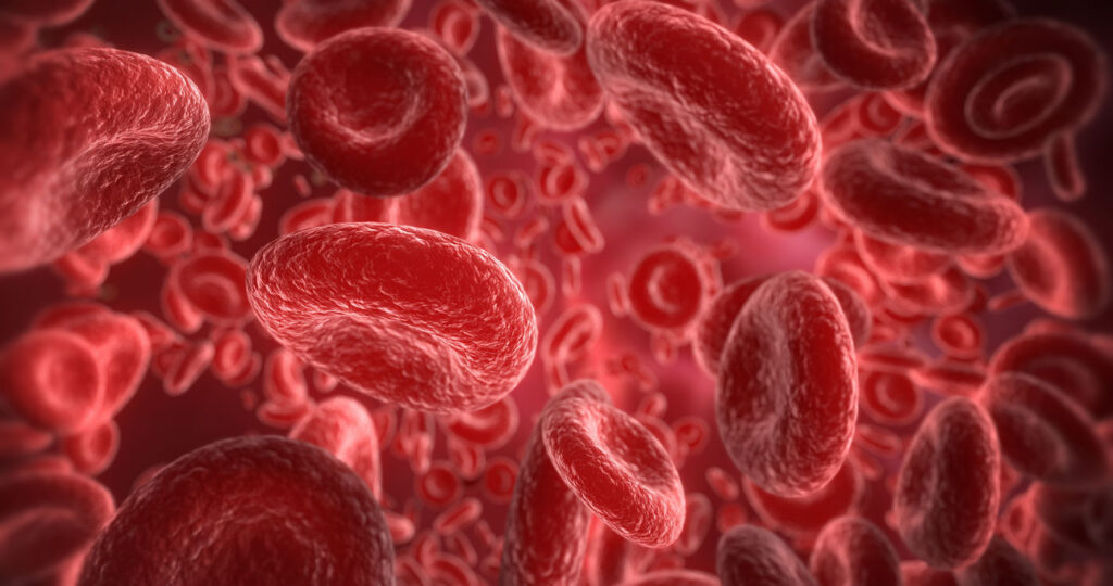 Du sang vu au microscope