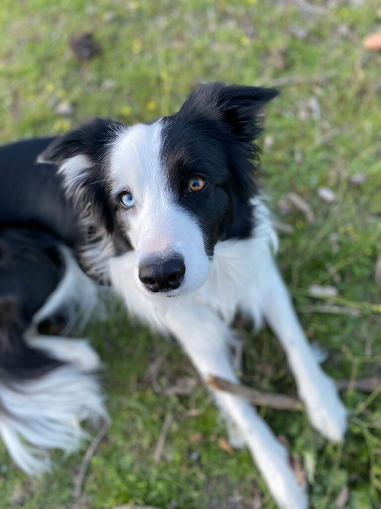 Un chien atteint d'hétérochromie