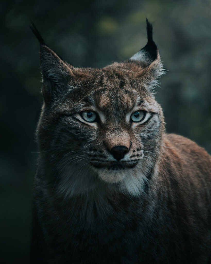 Le regard d'un lynx