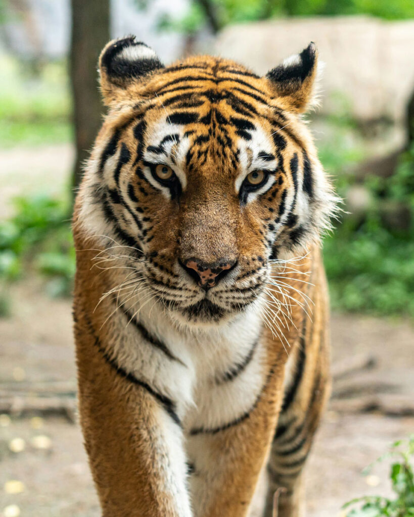 Le regard d'un tigre
