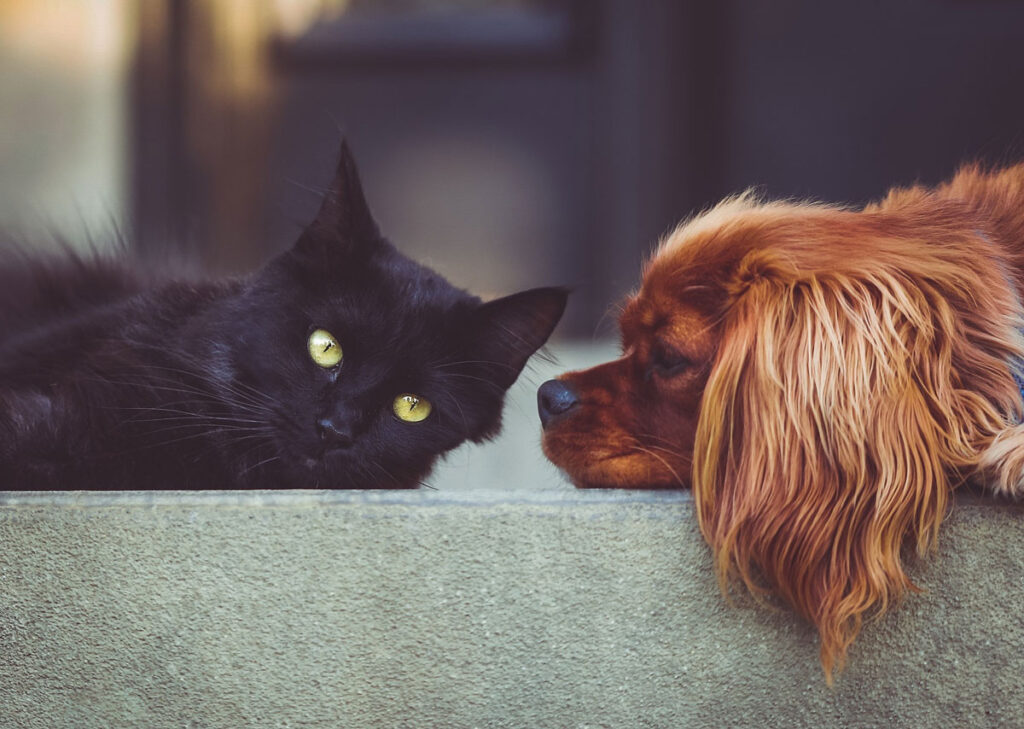 Un chat et un chien qui se reposent ensemble