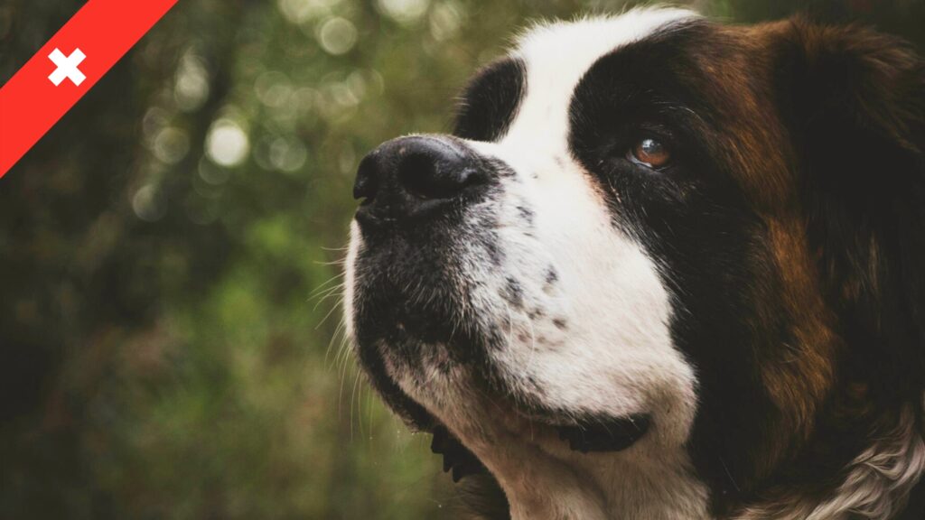 Un Saint-Bernard