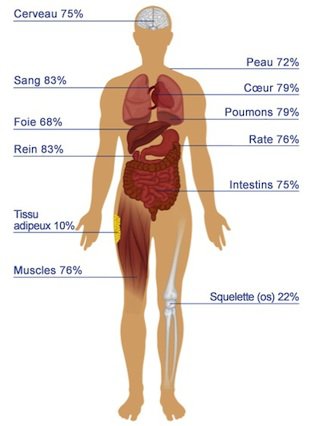 Répartition de l'eau dans le corps humain
