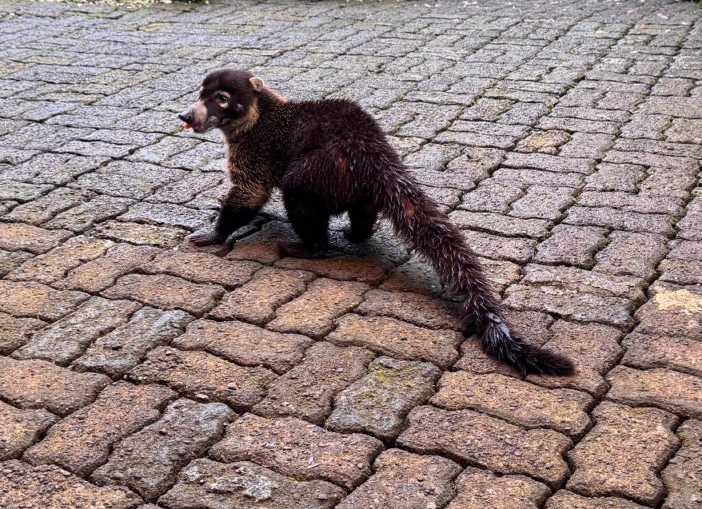 Un coati au Costa Rica
