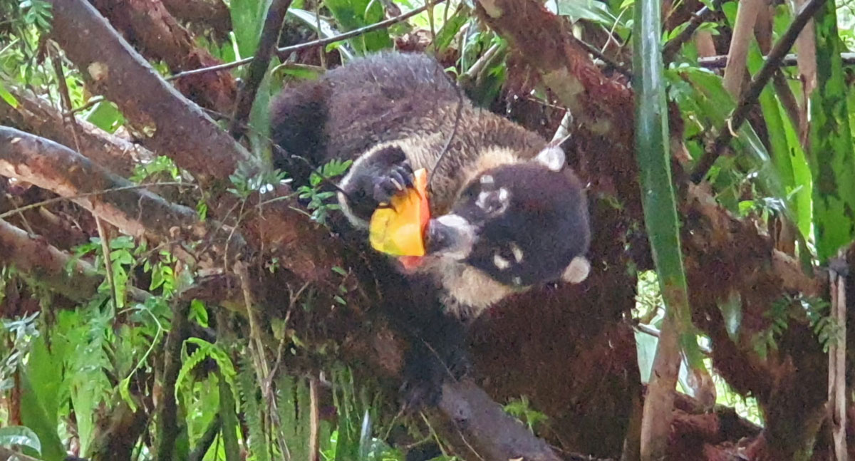 Un coati en plein repas