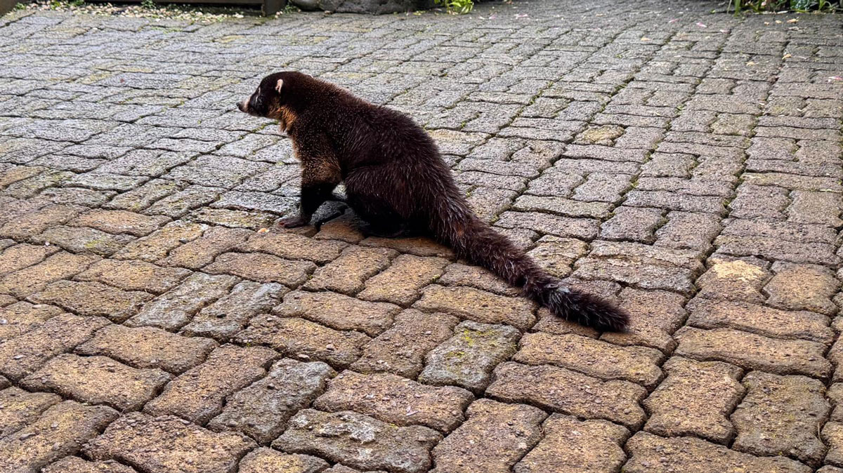 Un coati au Costa Rica