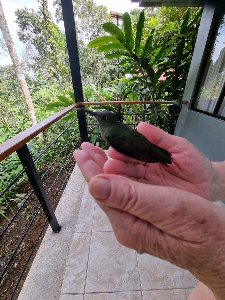 Un colibri prêt à se renvoler