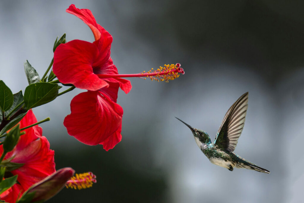 Un joli colibri qui s 'approche d'une fleur rouge