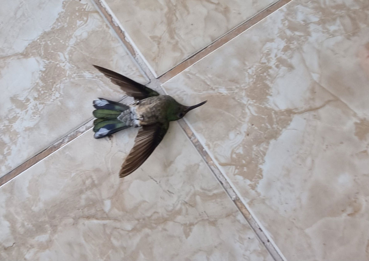 Un colibri au sol ayant heurté une baie vitrée