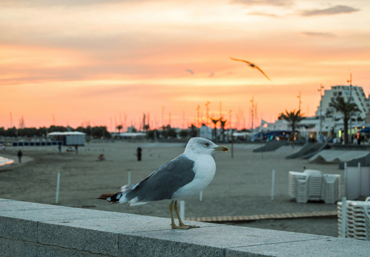 Une mouette au coucher du soleil