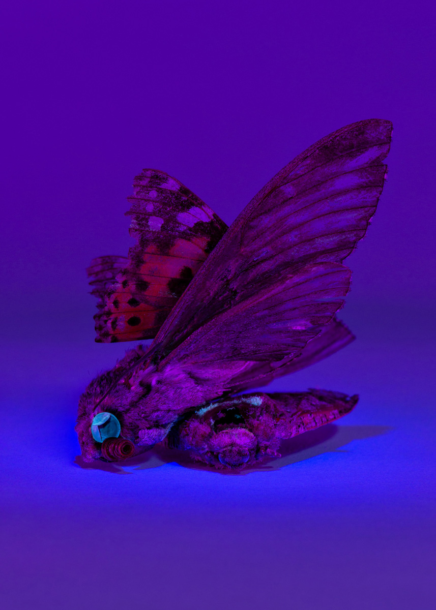 Relever la nuit de Léonie Rose Marion