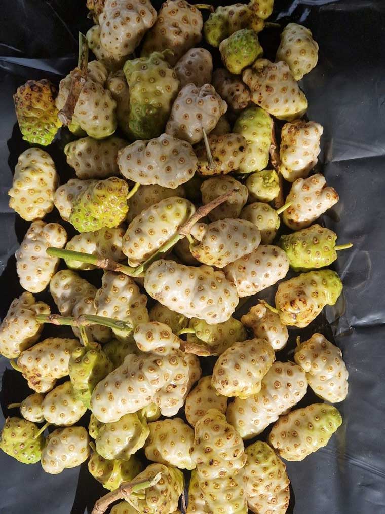 Et voici notre récolte de Noni.