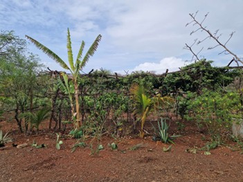 L'oasis sous la pluie. Les arbres dansent de joie