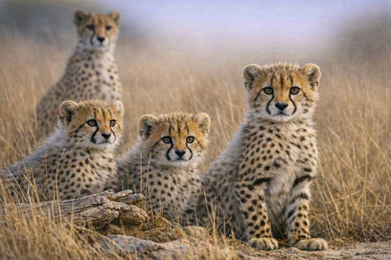 ©Croisimer International