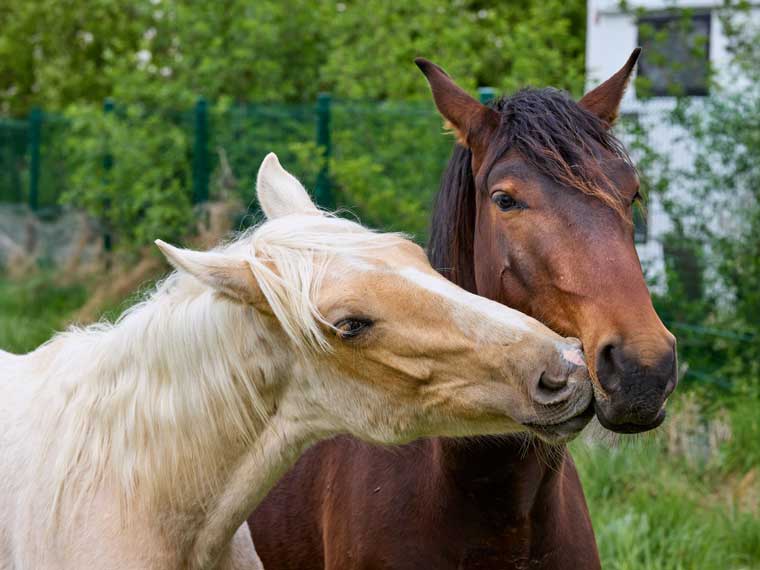 Comprendre les chevaux